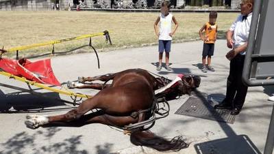 Un cheval meurt d’épuisement en tirant des touristes sous la canicule
