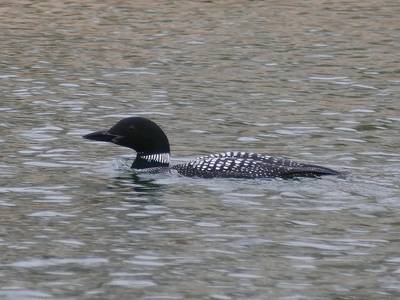 Vogelaars lopen uit voor bijzondere 'duikboot' in fraai zomerkleed