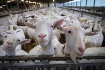 Gelderland: geitenstop duurt tot 2021