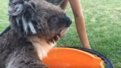 Dorstige koala bedelt om water in extreme Australische hitte