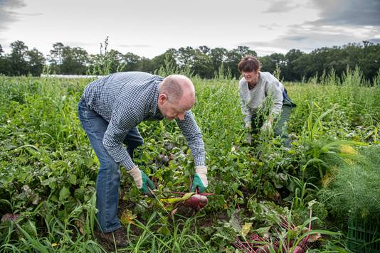 Vrijwilligers helpen bij de oogst bij de Herenboeren in Boxtel.