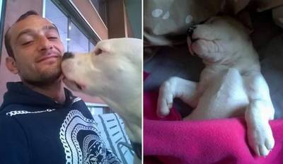 Italiaans protest redt mastiff Iceberg van dodelijk Deens spuitje