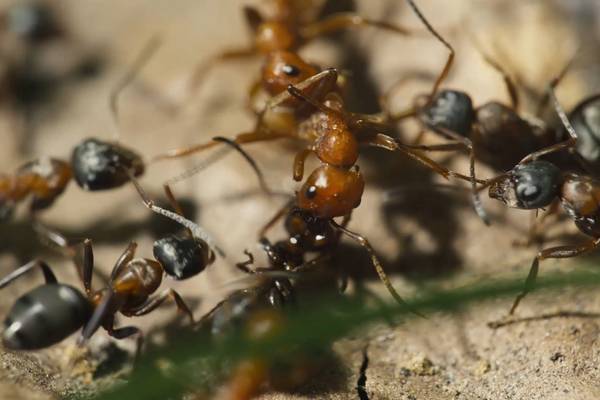 The realm of ants