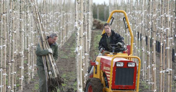 Personeel ruimt zieke bomen in Heteren