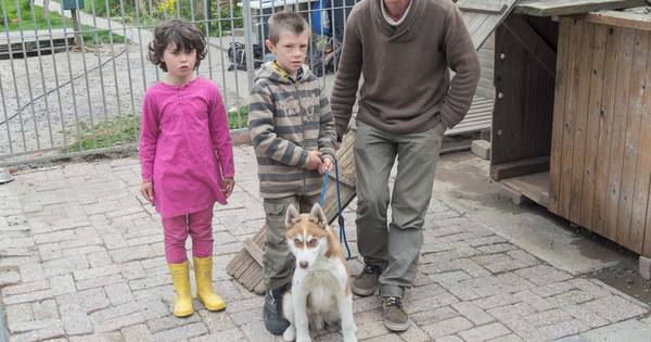 Tweeëndertig honden in beslag genomen in Groede | Zeeuws nieuws - PZC