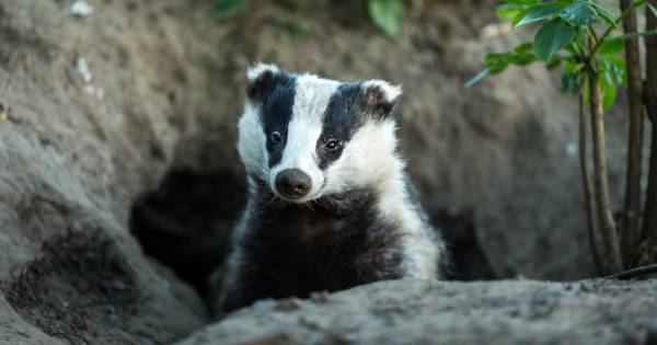 Das zorgt voor strop bij boeren
