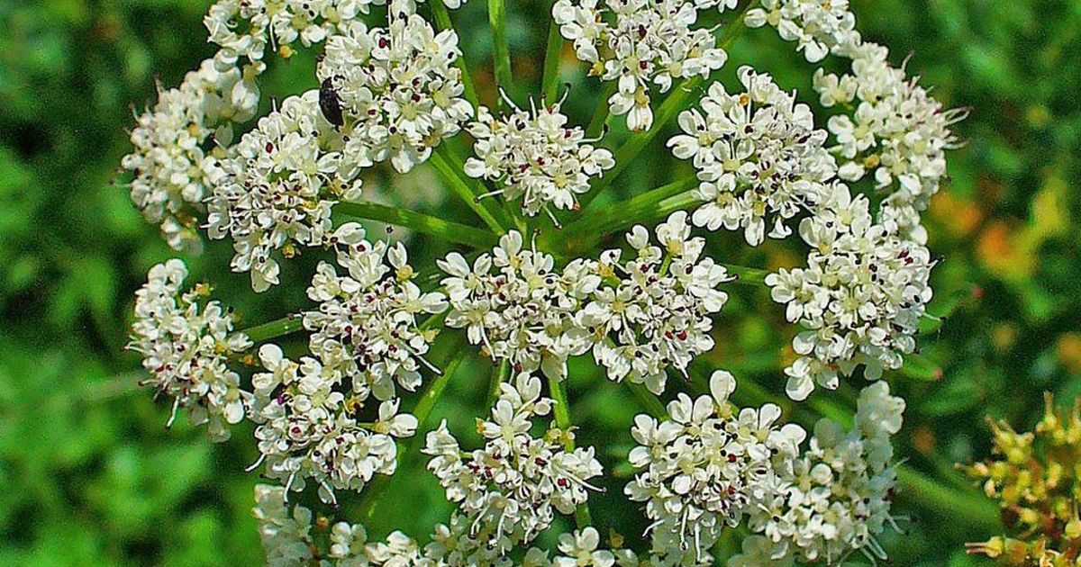 Extreem giftige plant 