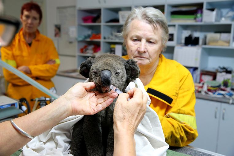 Een gered dier in het Port Macquarie Koala hospital