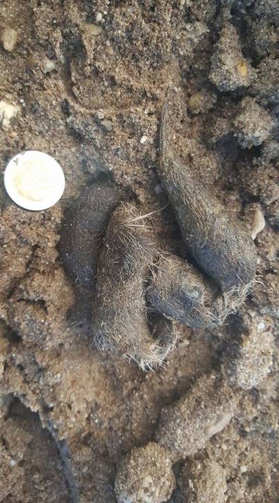 Marloes weet het zeker: Deze drol is van een wolf