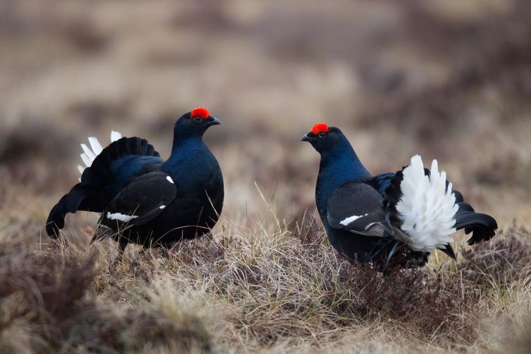 Langzaam brokkelt het huis van de natuur af - Trouw
