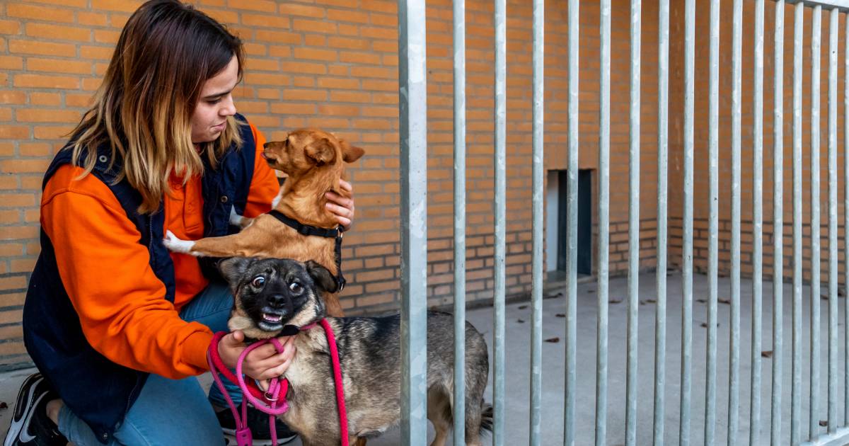 Knallen Hond Moet Aan De Kalmeringspillen Of In Therapie Jaarwisseling In Utrecht Ad Nl
