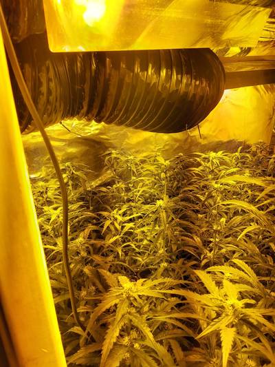 Hennepkwekerij met honderden planten geruimd in Heijningen