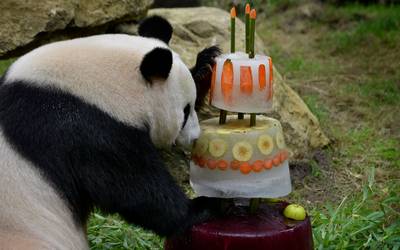 Taart voor jarige panda’s Ouwehands