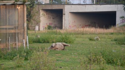 Red een schaap (en haar lammetjes) en zet het weer overeind: zo doe je het