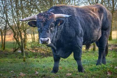 Wandeling tussen de runderen: ook hier is afstand houden de regel