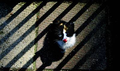 Vijf verhalen achter dierenleedboetes die niet werden betaald: ‘Kat verdiende meer liefde dan ik hem toen gaf’