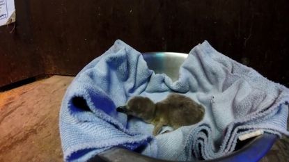 Schattig: hier is de eerste baby pinguïn van het jaar