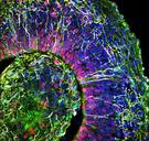 Voor het eerst menselijke hersenen gekweekt die hersengolven afgeven