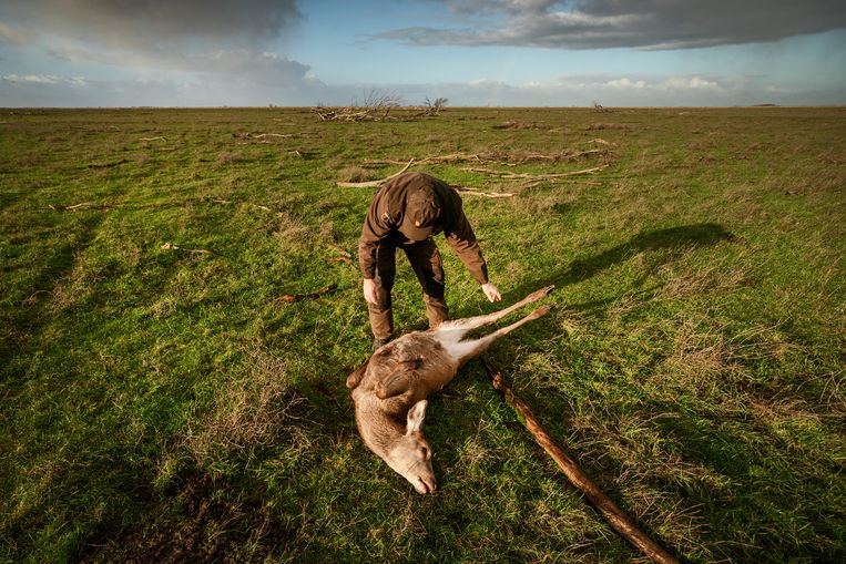 Staatsbosbeheer gaat ondanks eerder verbod gezonde edelherten afschieten in Oostvaardersplassen - Vo