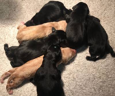 Gezinsuitbreiding voor Oranjes: zeven labradorpups geboren