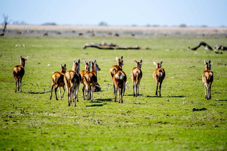 Na 1745 Geschoten Edelherten Krijgt De Natuur In De Oostvaardersplassen Even Rust Trouw