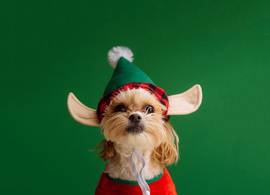 Dít is het favoriete kerstnummer van HONDEN