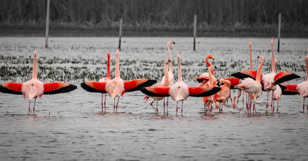 Geen flamingo's meer in Zwillbrocker Venn: 'Het is te droog' - Tubantia