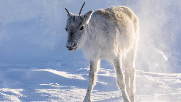 Aïlo : Une odyssée en Laponie