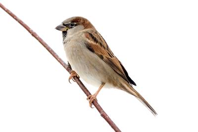 Bruse geluksvogels krijgen gratis luxe hotel tot hun beschikking