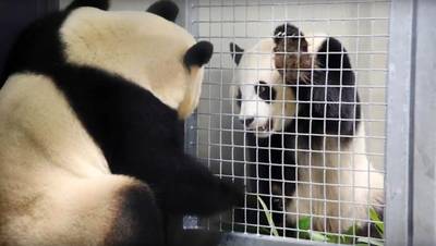 Meekijken met de reuzenpanda's kan nu vanuit de luie stoel