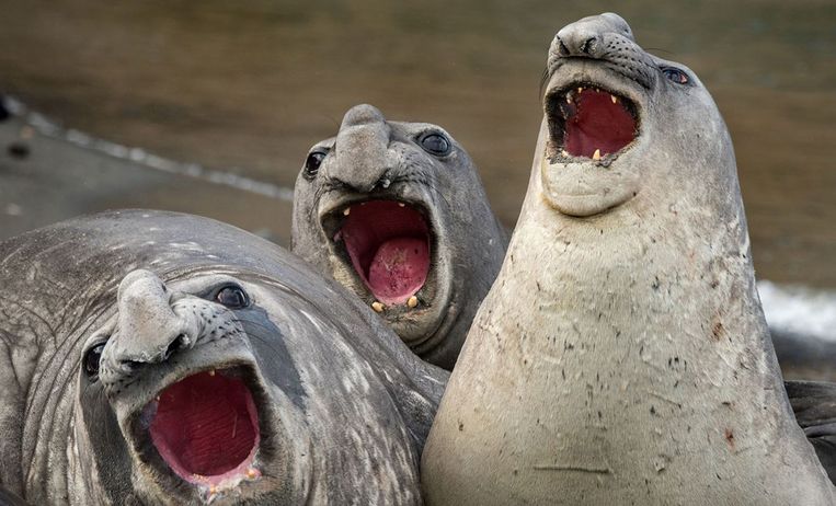 Nieuw Fantastische foto's! Deze dieren werken echt op de lachspieren NZ-12