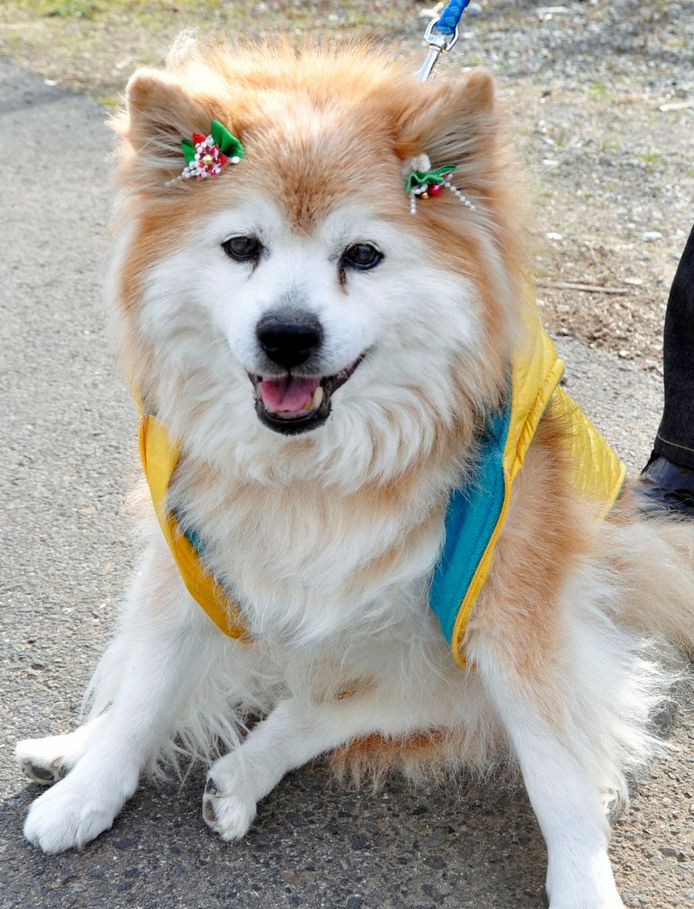 Oudste Hond Ter Wereld Dood Bizar Ad Nl