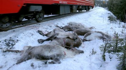 In drie dagen tijd reden Noorse treinen 106 rendieren dood