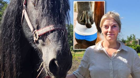Van bloedzuigers tot acupunctuur... Hoe dierenarts Femke (41) nog stap verder gaat om haar patiënten te helpen: “Vaak speelt er een diepere oorzaak”