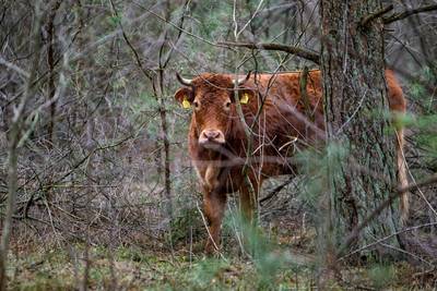 Ontsnapte koe Hermien blijft hot met carnavalskraker
