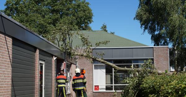 Grote Ikke in Haarsteeg gewoon open ondanks boom op het dak: 'De ...