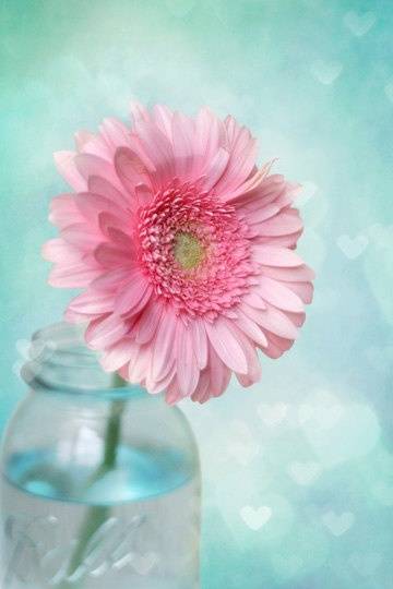 Quelle Fleur Soffrir Au Lieu De La Rose Traditionnelle