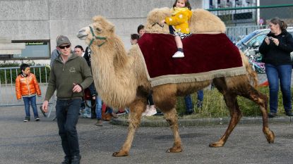 Mini-meisje rijdt op maxi-kameel