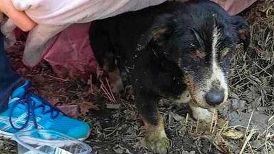 Hond klautert uit graf nadat hij levend was begraven door baasje