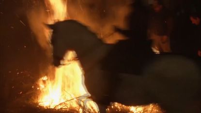 Waardevolle traditie of mishandeling? Paarden rijden door vuur tijdens Spaans festival