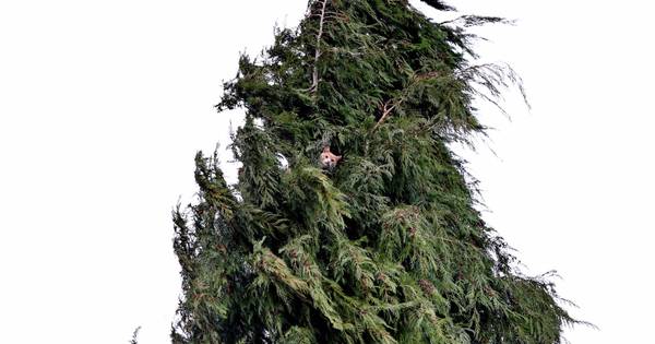 Brandweer redt bange kat na uren uit metershoge boom