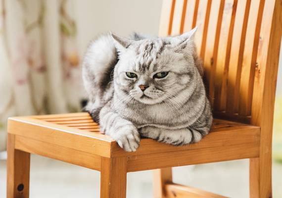 Je kat kan urenlang boos op je zijn en híer komt dat dan door