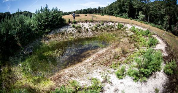 Broedgebied op Sallandse Heuvelrug per direct dicht voor bezoekers - Tubantia