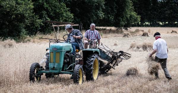 Rogge maaien zoals vroeger, opdat we het niet vergeten