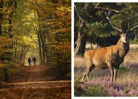 7x de mooiste herfstwandelingen in eigen land