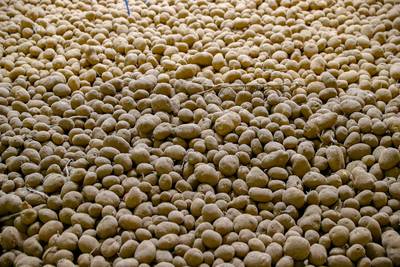 Zware tijden voor landbouw: ‘Miljoen ton aardappelen zoekt nog bestemming’
