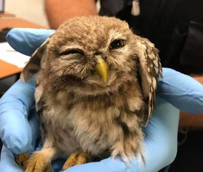Dit knipogende uiltje werd gered door de politie in Zevenaar