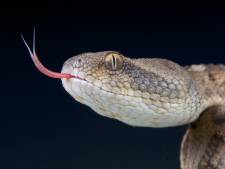 Hoe de gifslang minder dodelijk wordt: pil en antigif kunnen duizenden levens redden