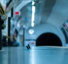Worstelende muizen in Londense metro zijn Wildlife Photographer of the Year 2019