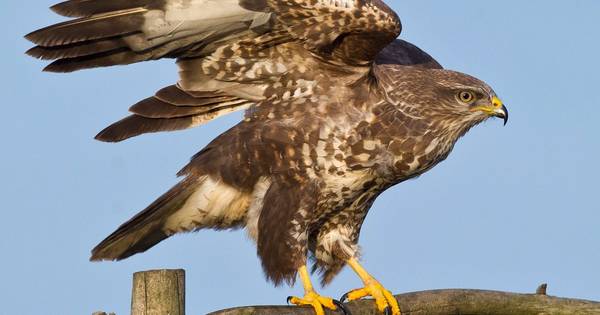 Nesten roofvogels weer doelwit in Friesland | Binnenland - AD.nl